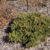 Świerk pospolity 'Nidiformis'(Picea abies)