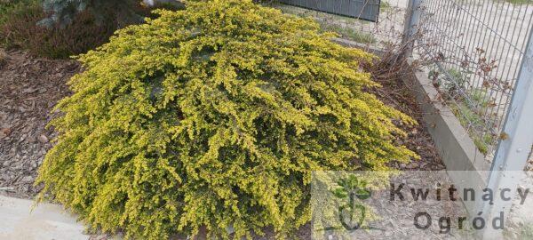 Jałowiec pospolity "Goldschatz"(Juniperus communis)