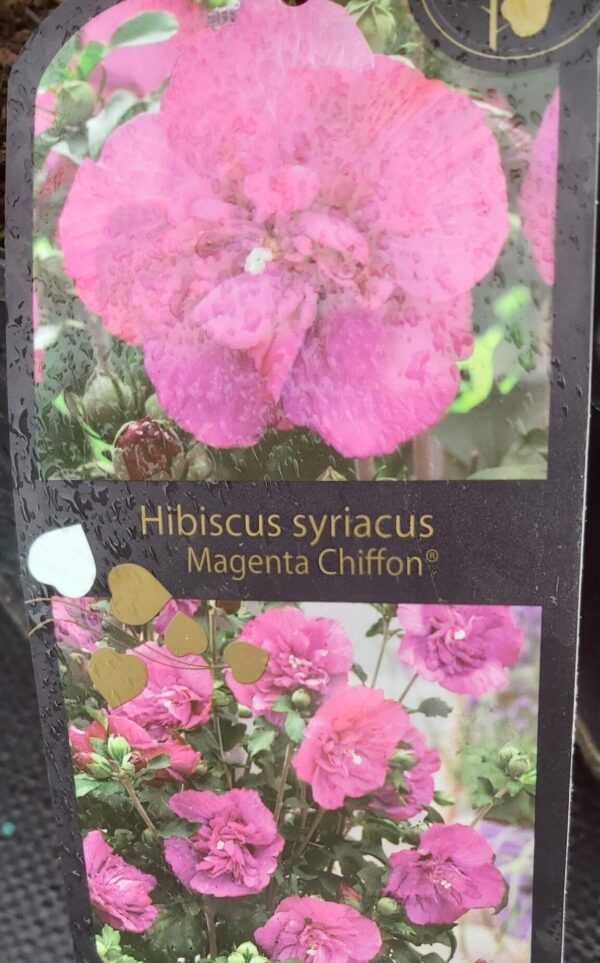 Ketmia syryjska "Magenta Chiffon"(Hibiscus syriacus)