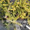 Świerk kaukaski "Aureospicata"(Picea orientalis)