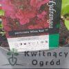 Hortensja bukietowa "Wim's Red"(Hydrangea paniculata)