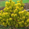 Sosna kosodrzewina 'Winter Gold'(Pinus mugo)