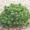 Sosna górska "Benjamin"(Pinus mugo)