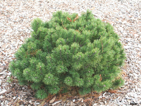 Sosna górska "Benjamin"(Pinus mugo)