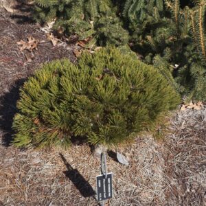 Sosna bośniacka 'Smidtii'(Pinus heldreichii)