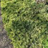 Jałowiec płożący "Golden Carpet"(Juniperus horizontalis)