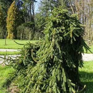 Świerk pospolity 'Formanek'(Picea abies)