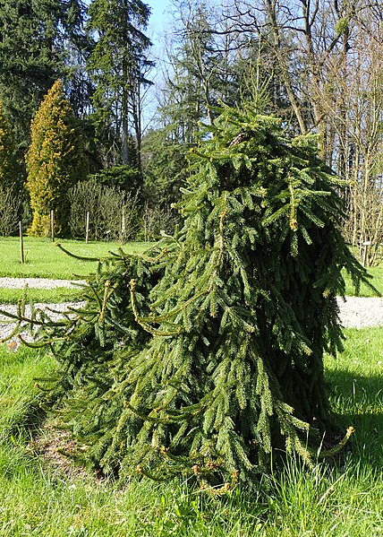 Świerk pospolity 'Formanek'(Picea abies)