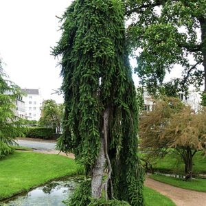Świerk serbski Pendula(Picea omorica)