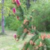 Świerk pospolity 'Acrocona'(Picea abies)