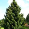 Świerk serbski(Picea omorika)