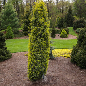 Jałowiec pospolity "Gold Cone"(Juniperus communis)