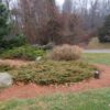 Jałowiec pospolity "Green Carpet"(Juniperus communis)