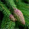Świerk pospolity 'Pusch'(Picea abies)
