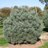 Sosna pospolita "Watereri"(Pinus sylvestris)
