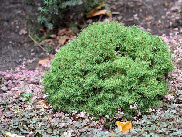 Świerk biały "Alberta Globe"(Picea glauca)