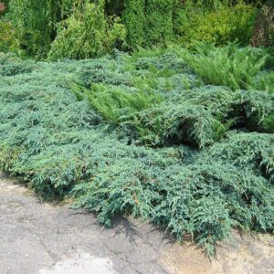 Jałowiec łuskowy"Blue Carpet"(Juniperus squamata)