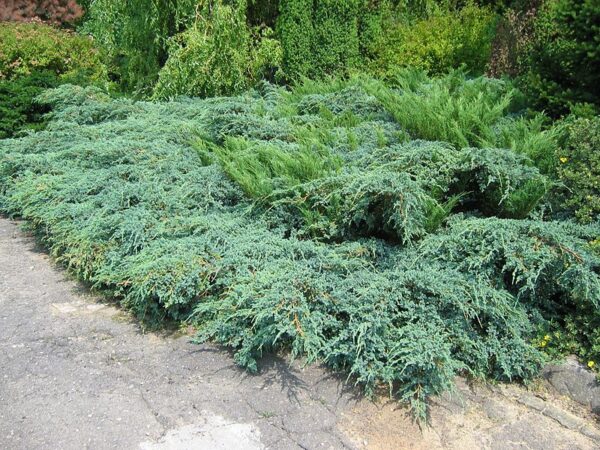 Jałowiec łuskowy"Blue Carpet"(Juniperus squamata)