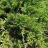 Jałowiec sabiński "Tamariscifolia"(Juniperus sabina)