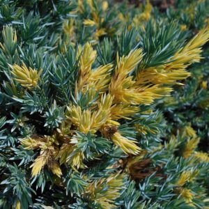 Jałowiec łuskowaty 'Floreant'(Juniperus squamata)