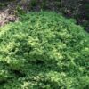 Świerk pospolity 'Little Gem'(Picea abies)