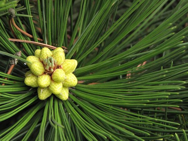 Sosna bośniacka 'Compact Gem'(Pinus heldreichii)