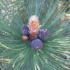 Sosna bośniacka "Satellit"(Pinus heldreichii)