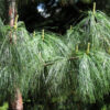 Sosna himalajska(Pinus wallichiana)