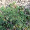 Jałowiec pospolity "Green Carpet"(Juniperus communis)