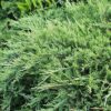 Jałowiec płożący "Prince of Wales" Juniperus horizontalis