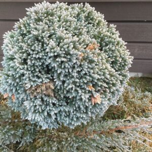 Jałowiec łuskowy"Blue Star"(Juniperus squamata)