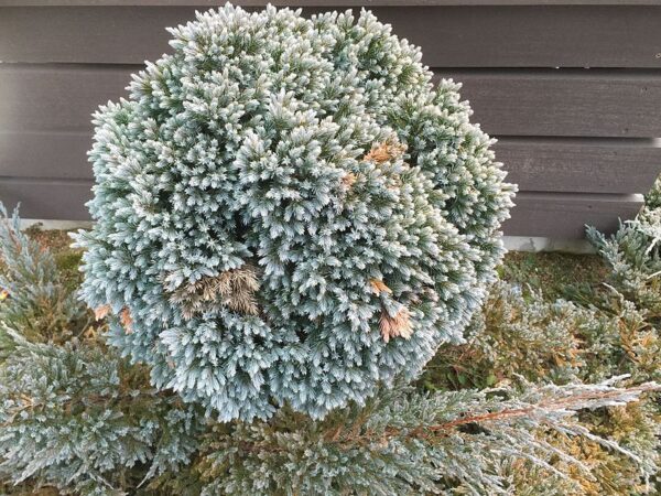 Jałowiec łuskowy"Blue Star"(Juniperus squamata)