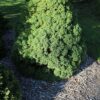Świerk biały "Conica"(Picea glauca)