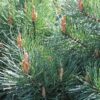 Sosna pospolita "Watereri"(Pinus sylvestris)