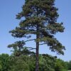 Sosna czarna(Pinus nigra)