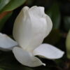 Magnolia naga "Jade Lamp"(Magnolia denudata)