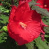 Hibiskus bylinowy"Cranberry Crush"(Hibiscus)
