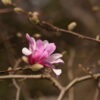Magnolia "Leonard Messel"(Magnolia ×loebneri)