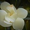 Magnolia naga "Jade Lamp"(Magnolia denudata)