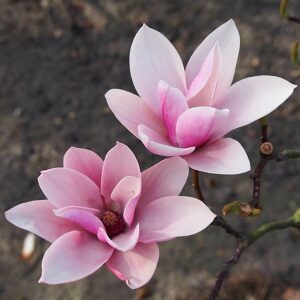Magnolia "Heaven Scent"(Magnolia ×soulangeana)