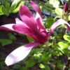 Magnolia purpurowa "Nigra"(Magnolia soulangeana)