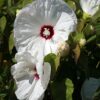 Hibiskus bylinowy "Old Yella"(Hibiscus moscheutos)
