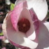 Magnolia "Yaeko"(Magnolia 'Yaeko')
