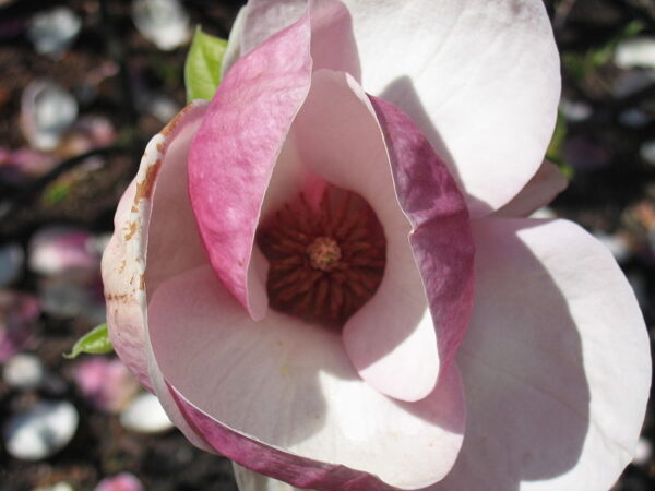 Magnolia "Lennei"(Magnolia soulangeana)