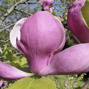 Magnolia "Andre Leroy"(Magnolia soulangeana)