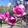 Magnolia "Lennei"(Magnolia soulangeana)