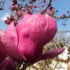 Magnolia  "Lombardy Rose"(Magnolia x soulangeana)