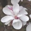 Magnolia "Yaeko"(Magnolia 'Yaeko')