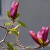 Magnolia "Black Beauty"(Magnolia soulangeana)