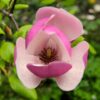 Magnolia  "Lombardy Rose"(Magnolia x soulangeana)